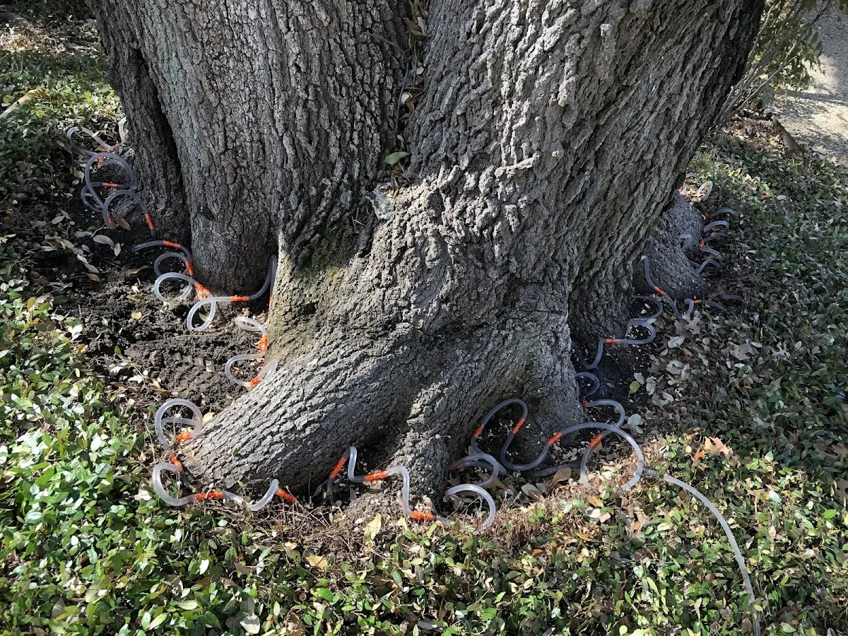Detailed Tree Cabling and Bracing job site in Port Leyden