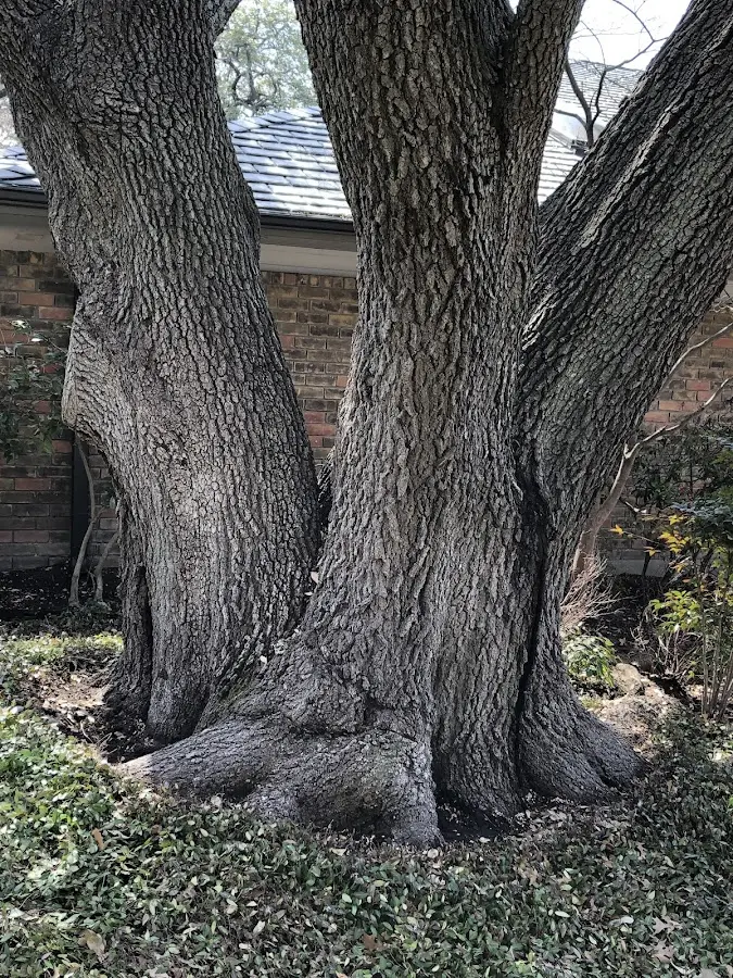 Mature heritage tree close to a Port Leyden property cared for by certified arborists